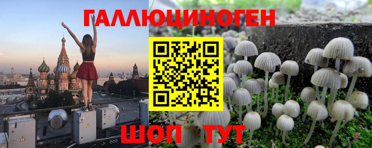 Галлюциногенные грибы Psilocybe Балтийск