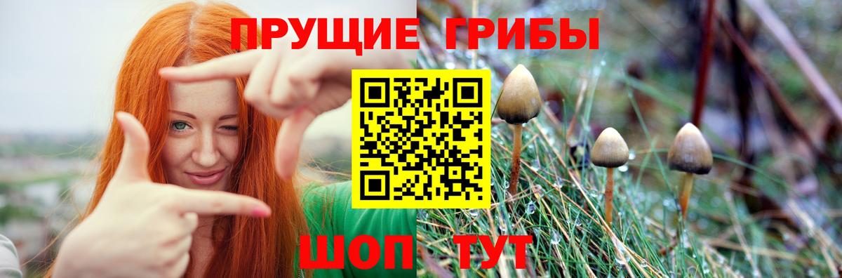 Галлюциногенные грибы MAGIC MUSHROOMS  Вход с VPN  Балтийск 